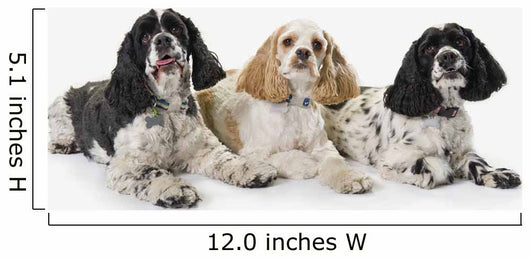 Three cocker spaniels on a white background;St albert alberta canada Wall Mural