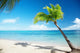 Caribbean sea and coconut palm Wall Mural