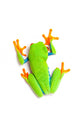 Green Frog Top White Wall Decal