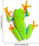 Green Frog Top White Wall Decal