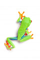 Frog From Above Walking Isolated on White Wall Decal