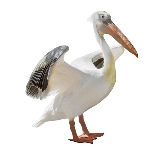 Large Pelican Wall Decal