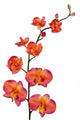 orange orchid Wall Decal