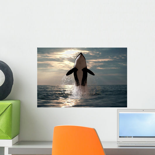 Killer Whale Jumping out of Water Wall Mural
