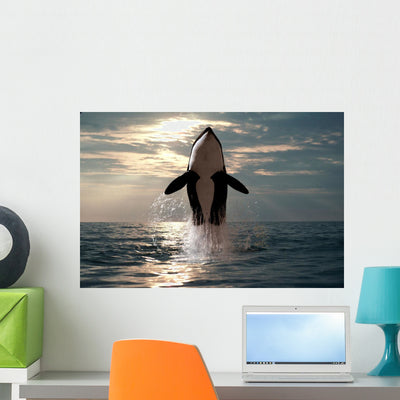 Killer Whale Jumping out Wall Mural shown on a wall