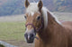 Pferd Closeup