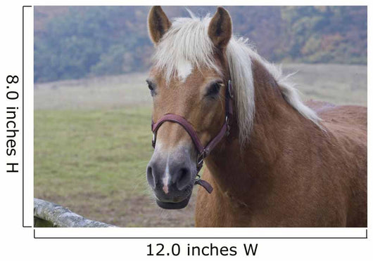 Pferd Closeup