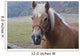 Pferd Closeup