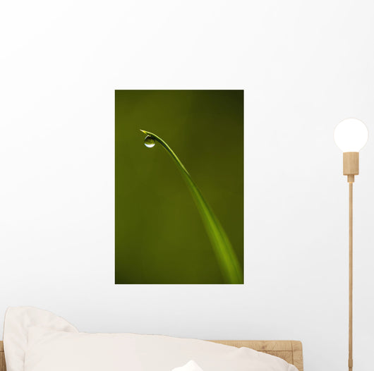 Droplet Of Water On End Of Blade Of Grass Early In The Morning Wall Mural