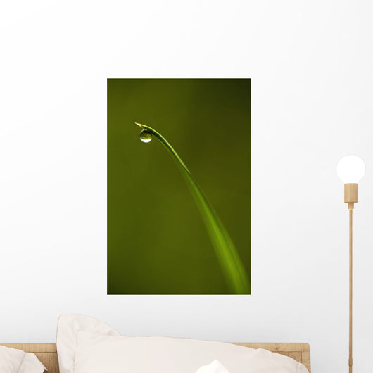Droplet Of Water On End Of Blade Of Grass Early In The Morning Wall Mural