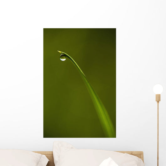 Droplet Of Water On End Of Blade Of Grass Early In The Morning Wall Mural