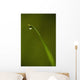 Droplet Of Water On End Of Blade Of Grass Early In The Morning Wall Mural