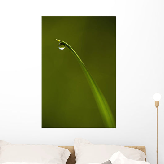 Droplet Of Water On End Of Blade Of Grass Early In The Morning Wall Mural