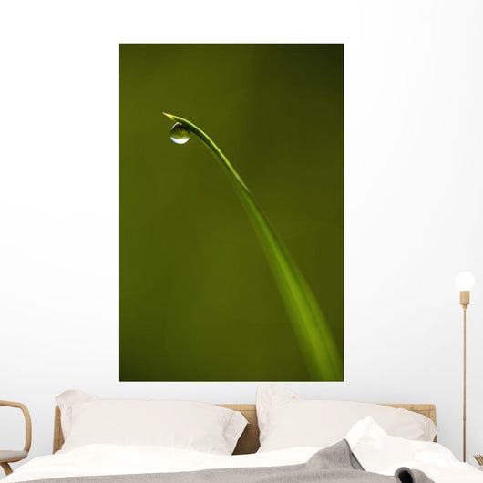 Droplet Of Water On End Of Blade Of Grass Early In The Morning Wall Mural