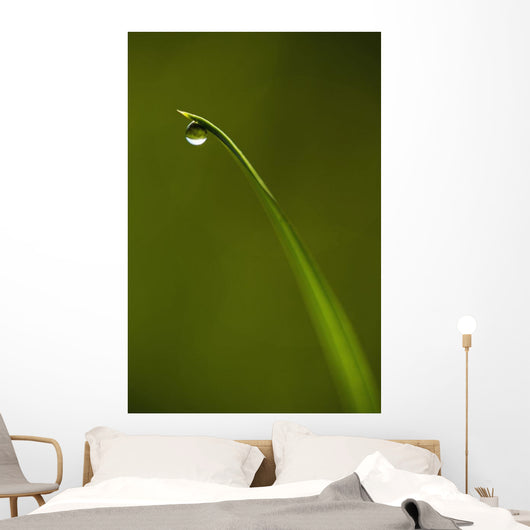 Droplet Of Water On End Of Blade Of Grass Early In The Morning Wall Mural