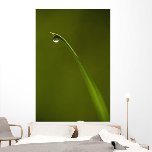 Droplet Of Water On End Of Blade Of Grass Early In The Morning Wall Mural