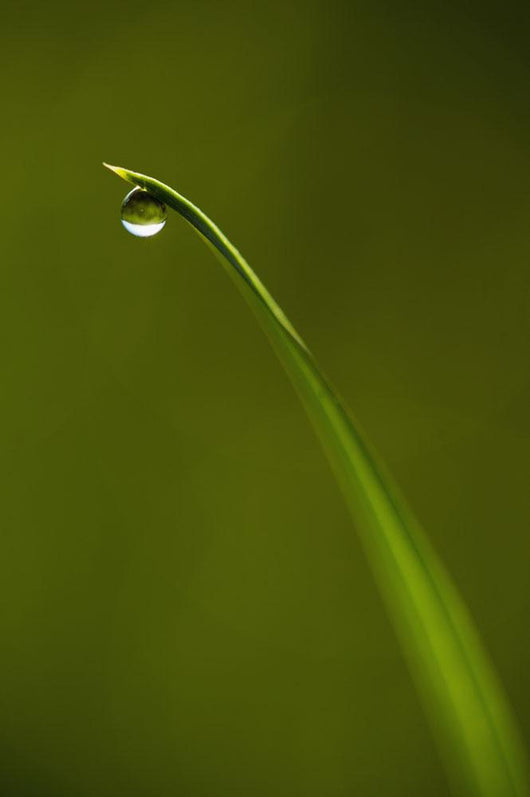 Droplet Of Water On End Of Blade Of Grass Early In The Morning Wall Mural