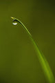 Droplet Of Water On End Of Blade Of Grass Early In The Morning Wall Mural