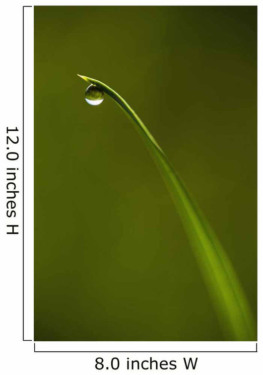 Droplet Of Water On End Of Blade Of Grass Early In The Morning Wall Mural