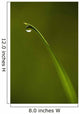 Droplet Of Water On End Of Blade Of Grass Early In The Morning Wall Mural