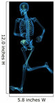 X-ray Skeleton Wall Mural