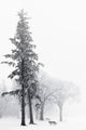 Ice Fog In Winter In Assiniboine Park Wall Mural