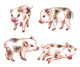 Watercolor Spotted Piglets Wall Decal Sticker Set