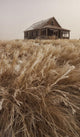 Old Abandoned Homestead In The Prairies Wall Mural