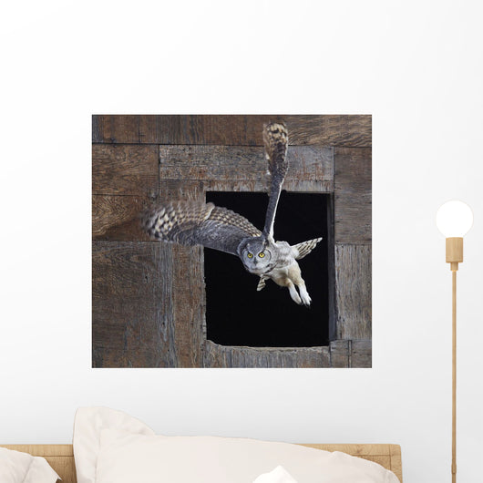 Great Horned Owl Flying Out Of An Old Barn Window Wall Mural