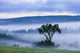 Tree And Fog At Dawn Wall Mural