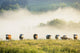 Group Of Cows In The Fog Wall Mural