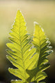 Close-Up Of Green Ferns Wall Mural