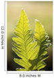 Close-Up Of Green Ferns Wall Mural