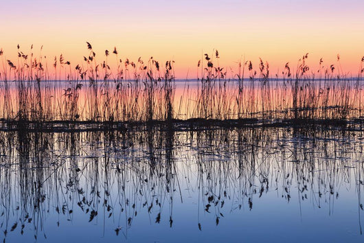 Reeds Reflected In Water At Dusk Wall Mural