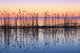 Reeds Reflected In Water At Dusk Wall Mural