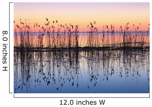Reeds Reflected In Water At Dusk Wall Mural