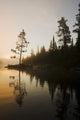 Tree Silhouettes By Rushing River Wall Mural