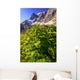 False Hellebore Wall Mural