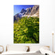 False Hellebore Wall Mural