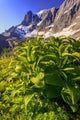False Hellebore Wall Mural