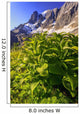 False Hellebore Wall Mural