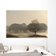 Trees On Golf Course At Sunrise On A Misty Autumn Morning Wall Mural