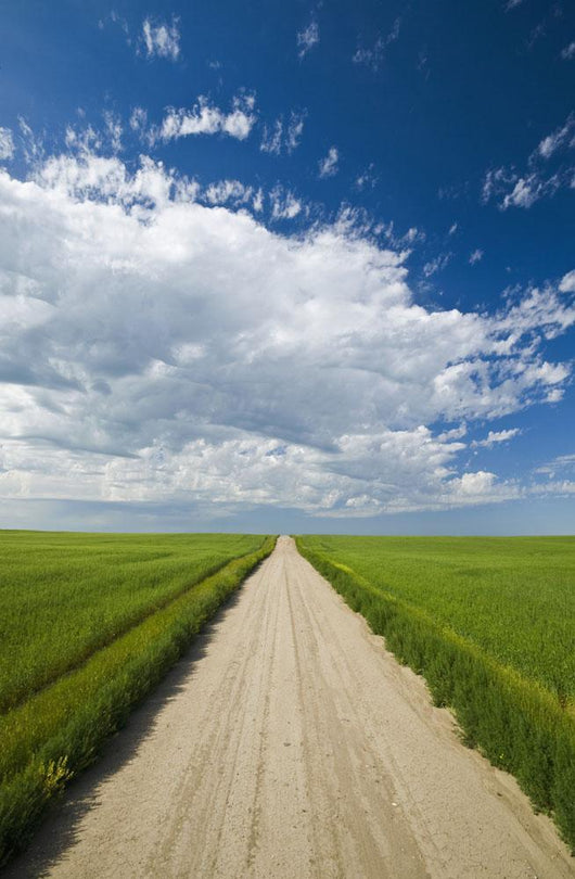 Country Road Through Grain Fields Wall Mural