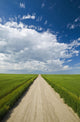 Country Road Through Grain Fields Wall Mural