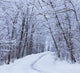 Road Across Snow-Covered Forest Wall Mural