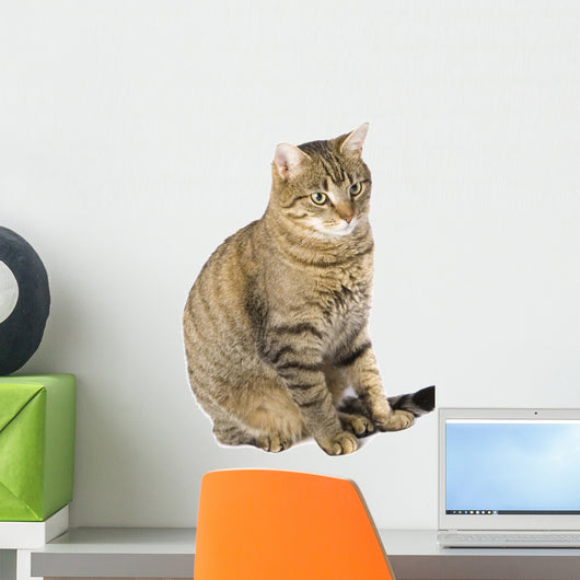 Cat Sitting Wall Mural