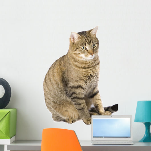 Cat Sitting Wall Mural