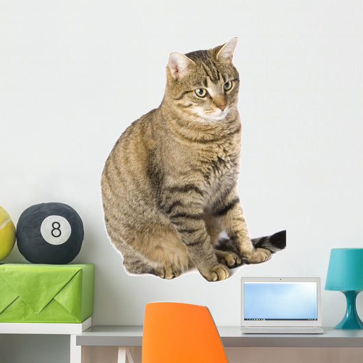 Cat Sitting Wall Mural