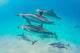 Dolphin Pod Swimming Wall Decal