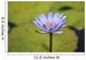 Close-Up Of Blue Water Lily Wall Mural